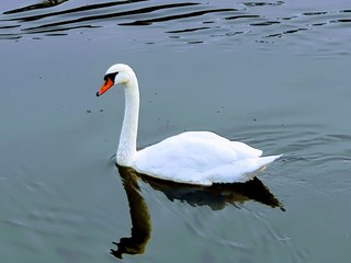 schwan