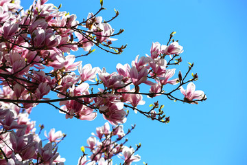Blühender Magnolienbaum (Magnolia Kobus)