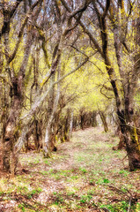 Fototapeta premium die bäume blühen gelb, der wald ist ruhig und schön