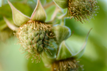 Close up view of a raspberry fruit on its mature processing at the plant © Pedro Suarez