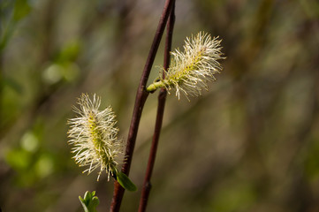 Branch of pussy-willow in early spring. Easter