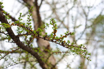 spring in the forest