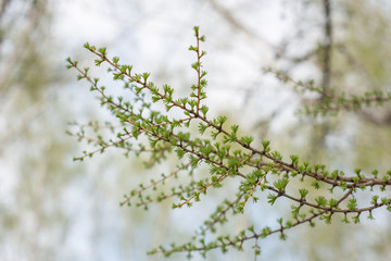 spring in the forest