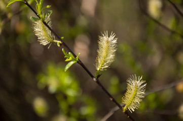 Branch of pussy-willow in early spring. Easter