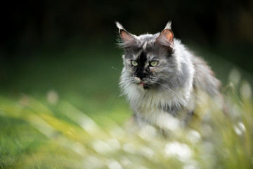 Naklejka na ściany i meble portrait of a beautiful tortoiseshell maine coon cat hiding behind high grass outdoors in nature looking ahead with copy space