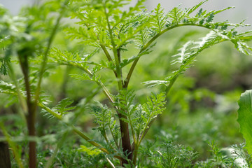 green plant in the garden