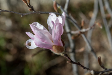 Magnolia en fleur