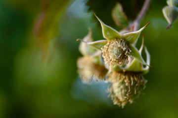 Close up view of a raspberry fruit on its mature processing at the plant © Pedro Suarez