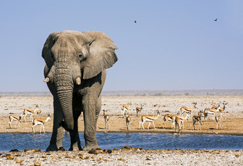 elephant in the wild