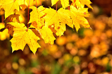 Autumn background of golden leaves. Close-up detail.