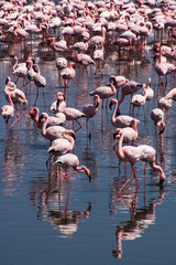 Beautiful pink flamingos