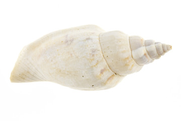 Empty sea shell isolated on white background