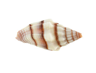 sea shell isolated on white background