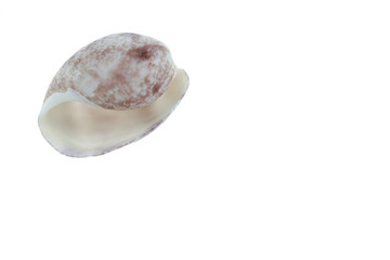 sea shell isolated on white background