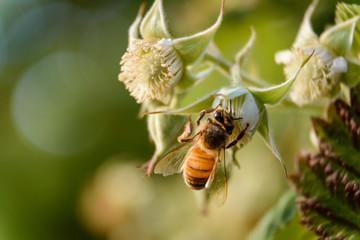 Close up view of a bee pollinizing a raspberry flower during spring season