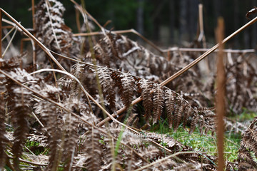 Farnwedel, schon vertrocknet, herbstliche Stimmung im Wald