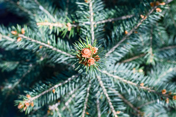 young spruce tree branches, top view with selective focus on the crown in center