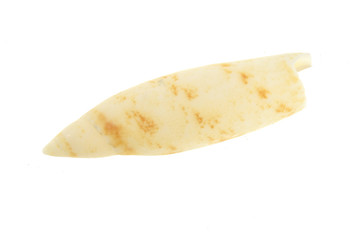 Empty sea shell isolated on white background