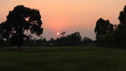 A beautiful evening sunset in the middle of the rice field.