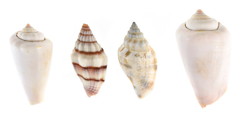 seashells isolated on white background