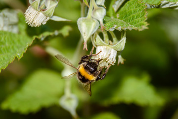 Close up view of a bumblebee pollinizing a raspberry flower during spring season