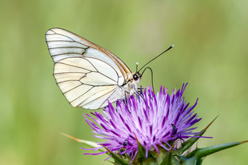 Fototapeta premium Pieridae, Hawthorn Butterfly, Black-veined White, Aporia crataegi, Asia Turkey