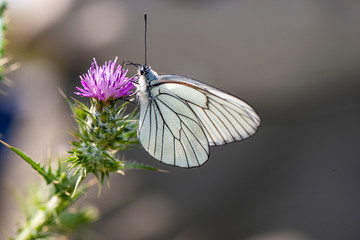 Pieridae, Hawthorn Butterfly, Black-veined White, Aporia crataegi, Asia Turkey
