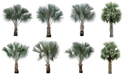 Collection Beautiful bismarck palm trees Isolated on white background , Suitable for use in...