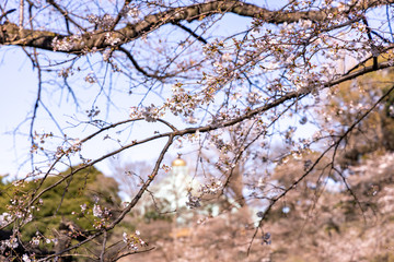 千鳥ヶ淵の桜