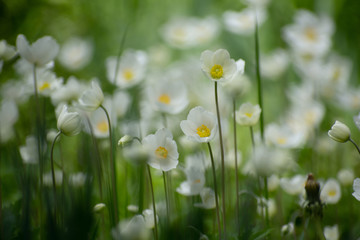 Closeup nature view of meadow of beautiful white anemone flowers