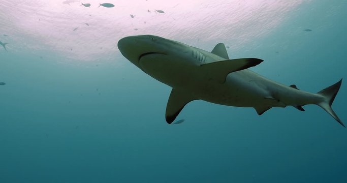 Grey sharks in the Pacific Ocean. Underwater life with sharks swimming near coral reefs. Diving in the clear water.