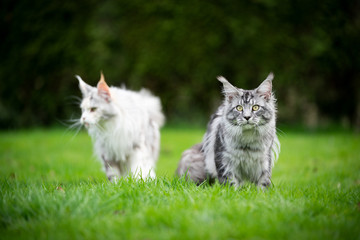 Fototapeta na wymiar two different colored maine coon cats standing on lawn outdoors in the back yard