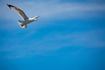 seagull in flight
