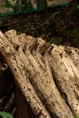 椎茸の原木栽培