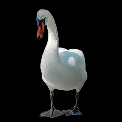 White swan on a black background. Isolate