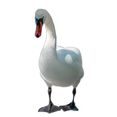 White swan on a white background. Isolate.