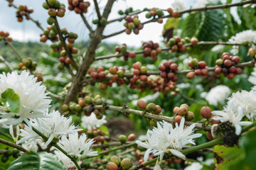 Coffee bean on coffee tree in cafe Plantation