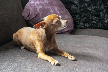 Brown chihuahua lying on a couch. Old dog.