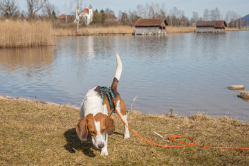Beasgle am Kochelsee