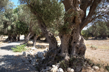 Fototapeta na wymiar old olive tree. Teos ancient city in Seferihisar, Turkey