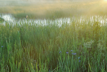 Obraz na płótnie Canvas Landscape of foggy marsh with sunbeams at sunrise, Seney Wildlife Refuge, Michigan's Upper Peninsula, USA