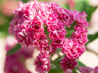 Crataegus Laevigata tree (Paul's Scarlet) blooming in spring background