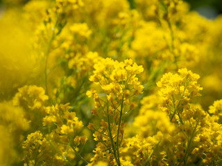 Aurinia saxatilis yellow ornamental flower