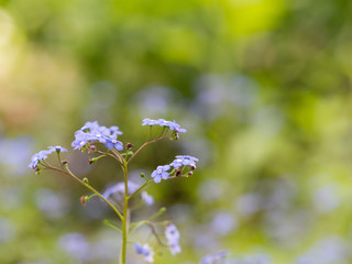 Siberian bugloss (Brunnera macrophylla) Jack frost cultivar flowers blooming in spring