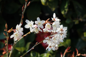 桜