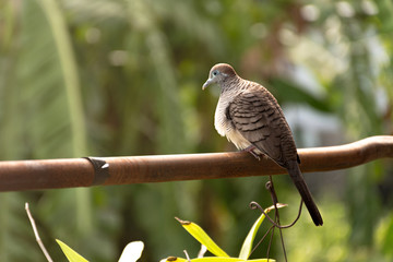 Dove stood on an iron rail.