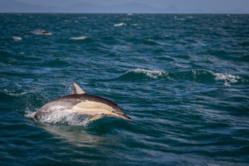 Fototapeta premium A common dolphin riding the waves next to a tourist boat