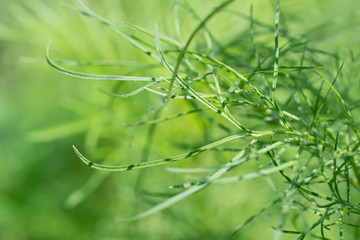 Closeup view of figured fresh long grass