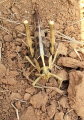 Big Grasshopper Close-up Southern Africa