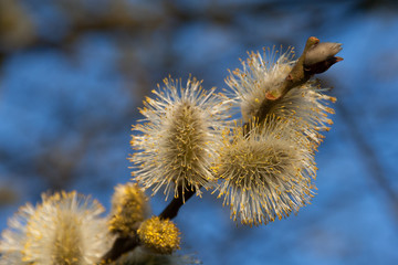 Wiosna i bazie na kwitnącym drzewie na tle niebieskiego nieba © mirame111
